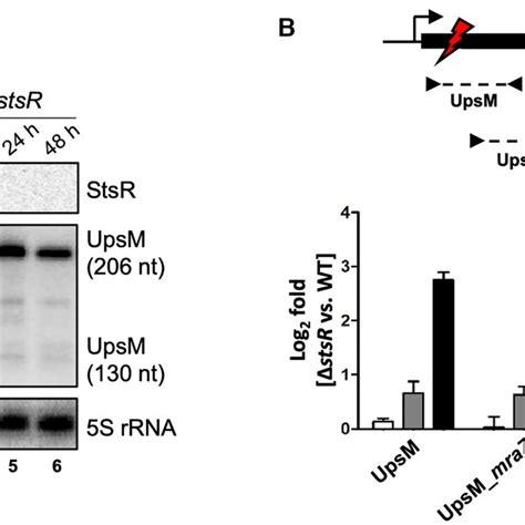 Growth Phase Dependent Expression Of Stsr Upsm And Mraz A Patterns