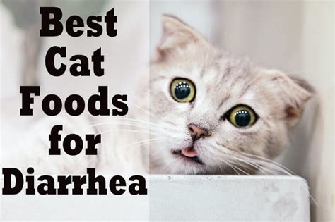 Best wet cat food 2020 canada. 7 Best Cat Foods for Diarrhea 2020 | Cat Mania