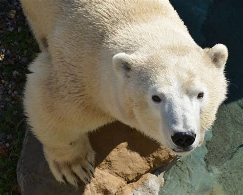 Cochrane Polar Bear Habitat Northeastern Ontario Canada