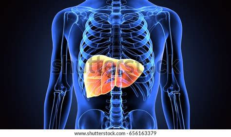 3d Illustration Human Body Liver Anatomy Stock Illustration 656163379