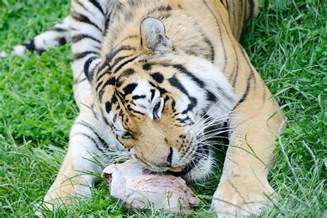 Tiger Eating Meat Stock Photos Pictures And Royalty Free Images Istock