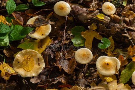 Poison Pie Mushroom Hebeloma Crustuliniforme Growing Through The