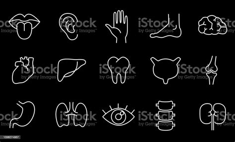 Vetores De Partes Do Corpo Humano Órgãos Conjunto De Ícones Lineares