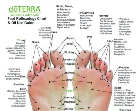 10 Pack Essential Oil Reflexology Chart And Oil Use Guide 85 X 11 On 16pt Card Stock 2 Sided