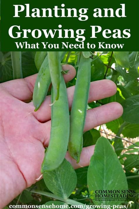 Planting And Growing Peas What You Need To Know Total Survival