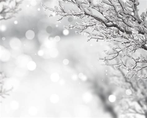 картинки дерево филиал снег зима черное и белое Солнечный лучик