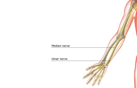 Cubital Tunnel Syndrome Symptoms And Treatment