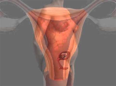 Find & download free graphic resources for human internal organs. www.ACLS123.com FEMALE ORGAN - YouTube