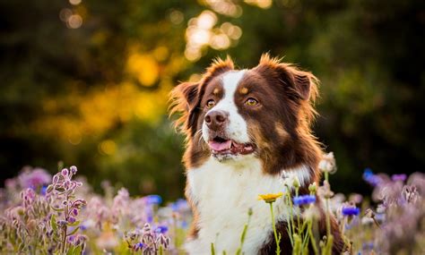 Australian Shepherd Wallpaper 67 Images