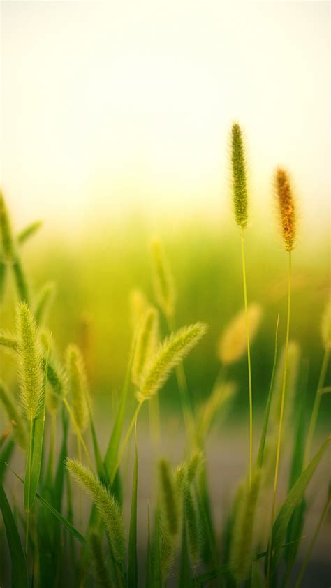 Download Blur Field Plants Meadow Nature 720x1280 Wallpaper