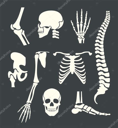 Human Skeleton Vector White Illustration Set Stock Vector Image By