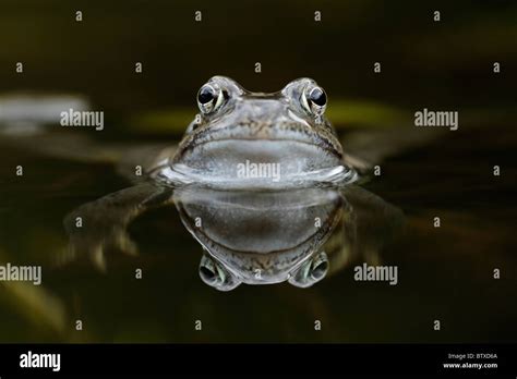 Common Frog Rana Temporaria In Garden Pond Germany Stock Photo Alamy