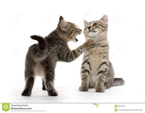 Two Tabby Kittens Stock Image Image Of Background