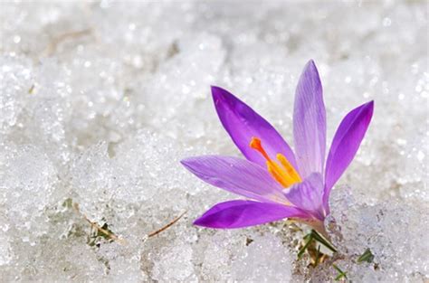 Arctic Crocus In The Net Pictures And Stories Of Life