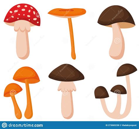 Set Of Vector Illustrations Of Poisonous And Edible Mushrooms Types Of