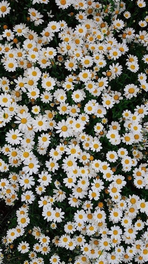 Spring Desktop Wallpaper Lots Of Small White Daisies Floral Phone