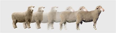 Integrating Fine Wool Genetics — Unlocking The Perfect Sheep