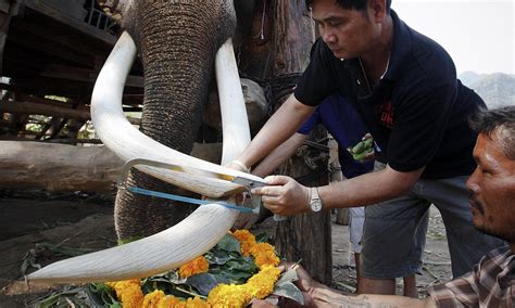 Tusk Trade Elephant Has Its Tusked Trimmed Legally As Wildlife
