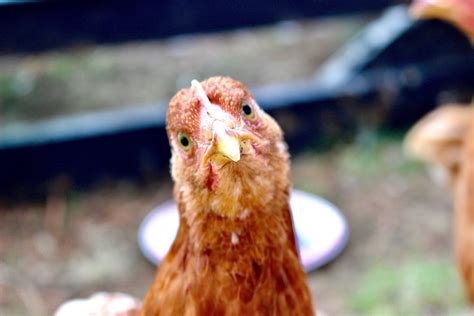 Coccidiosis In Chickens Everything You Need To Know — Jandr Pierce