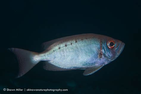 Fish Changing Color Okinawa Nature Photography