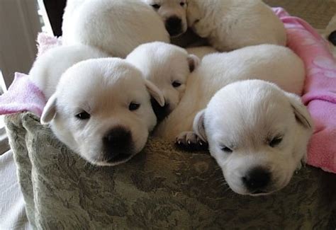 Four White Puppies Are Laying In A Basket