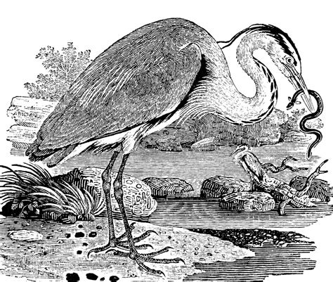 Common Heron Free Stock Photo Public Domain Pictures