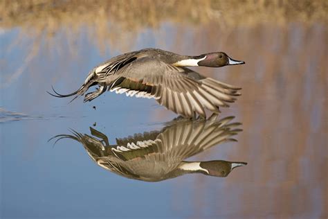 Northern Pintail In Flight By Dave Williams Photo 39040436 500px