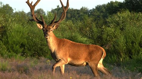 Wild France About Nature Pbs