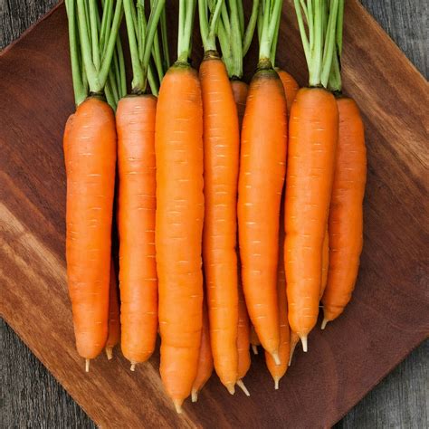 Carrot Nantes Half Long Organic Carrot