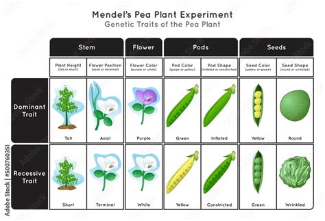 Genetic Trait Pea Plant Mendel Experiment Infographic Diagram Stem Height Flower Position Color