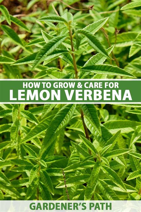 How To Grow Lemon Verbena In Your Home Herb Garden