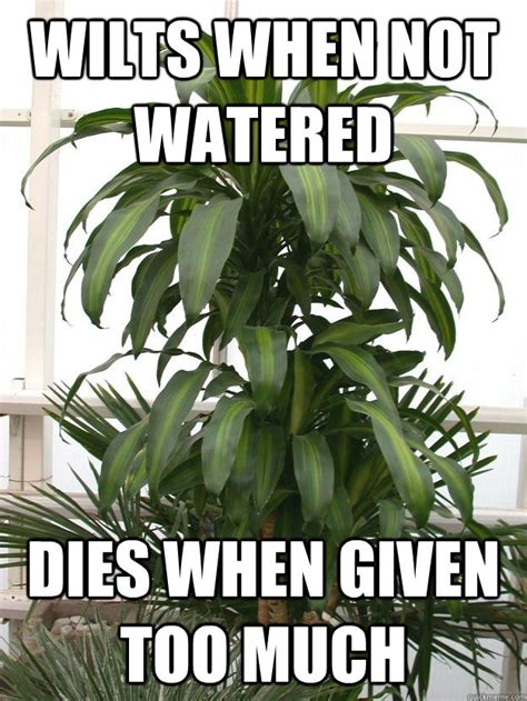 Scumbag Plant Memes Quickmeme