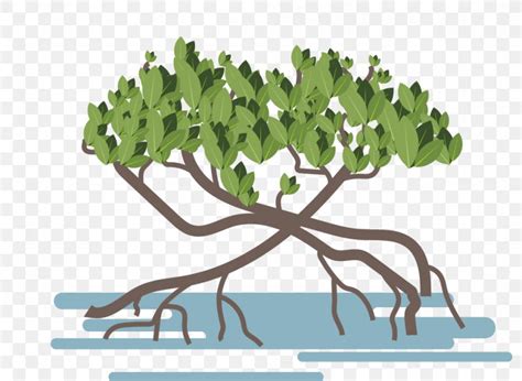 Mangrove Vector Graphics Image Illustration Tropical Forest Png