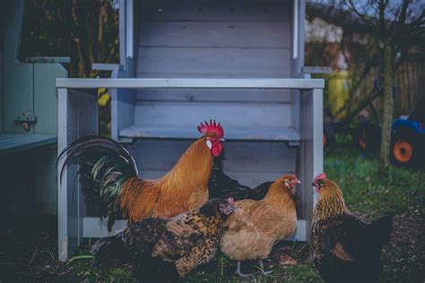 How To Raise Chickens In The Backyard