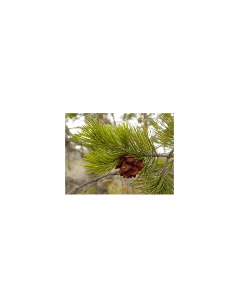 Mexican Pinyon Pine Pinus Cembroides Wonderfull Trees For Sale