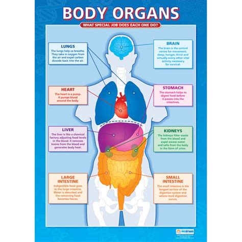 Body Organs Chart Human Body Organs Human Body Vocabulary Body Organs