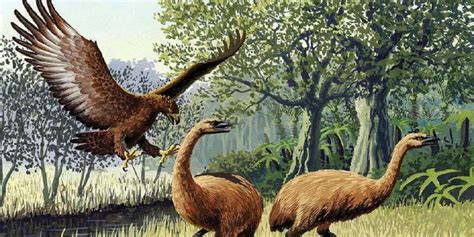 Some are losing their habitat due to climate change, which has been accelerated by human activity. New Zealand Scientists Bring Extinct Birds Back Through 3D ...