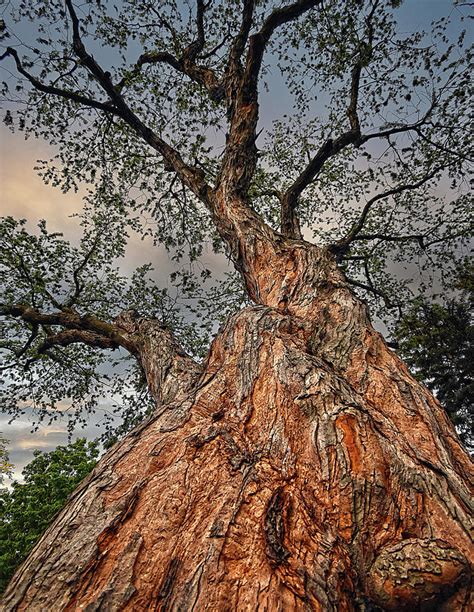 Gnarly Tree Photograph By Maria Keady Pixels