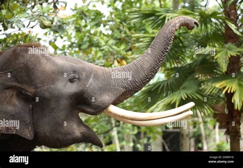 Elephant Tusks Stock Photo 47170180 Alamy