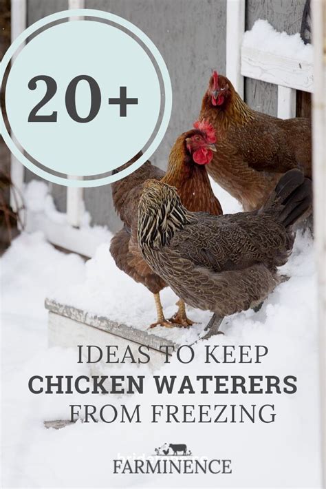 In warm waters you don't have to spend much food to keep you warm, and. How to Keep Chicken Water From Freezing | Chicken waterer ...