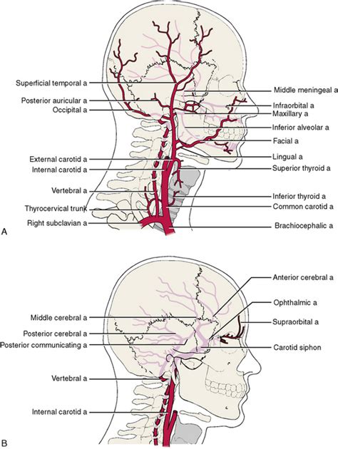 Systemic Anatomy Of The Head And Neck Pocket Dentistry