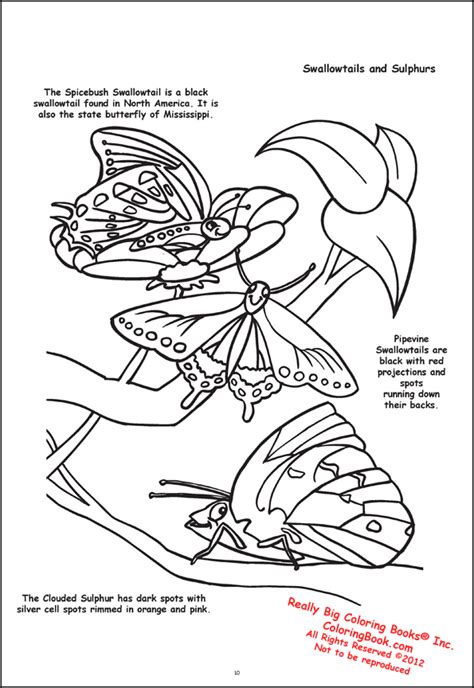 Coloring Books | Butterflies and Birds Giant Tablet