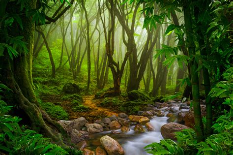 Jungle Stock Photo Download Image Now Istock