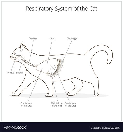 Respiratory System Of The Cat Royalty Free Vector Image