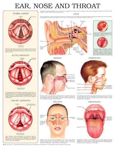 Medical Anatomy Throat Anatomy Anatomy