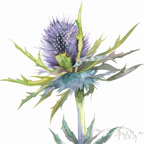 Browse our thistle flower images, graphics, and designs from +79.322 free vectors graphics. Thistle paintings