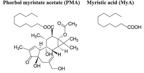 Chemical Structures Of Phorbol 12 Myristate 13 Acetate Pma And