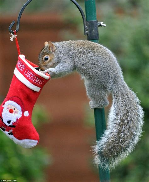 Squirrel Goes Nuts For Christmas Stocking Full Of Treats Daily Mail