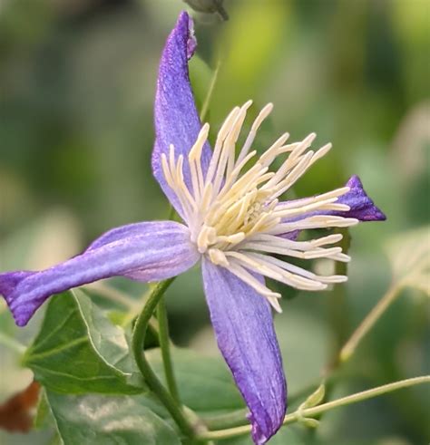 Clematis Aromatica Brushwood Nursery Clematis Specialists