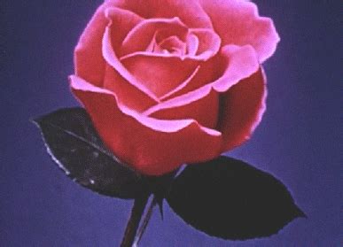 Great gif of a happy birthday wishes for a girl. Flower Rose GIFs - Find & Share on GIPHY